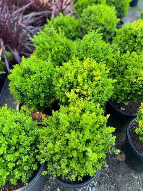 Buxus sempervirens suffruticosa Dutch Box Topiary - Neth Plant