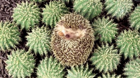 hedgehog, Spines Wallpapers HD / Desktop and Mobile Backgrounds