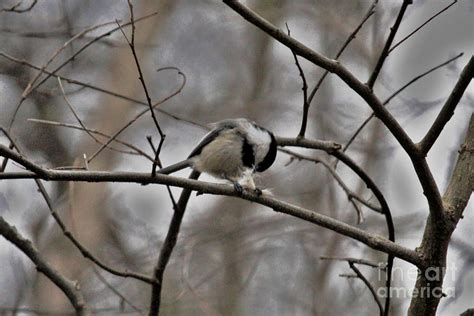 Black-capped Chickadee Nesting Photograph by Laura Birr Brown | Fine ...