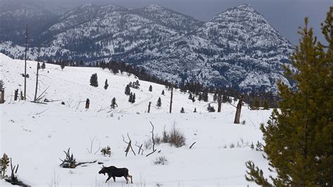 Yellowstone, Grand Canyon under snow: 20 dazzling photos of America's ...