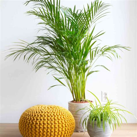 The 10 Best Indoor Plants for Clean Air