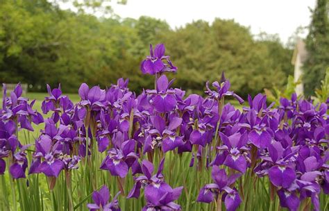 How to Grow Siberian Iris - HubPages