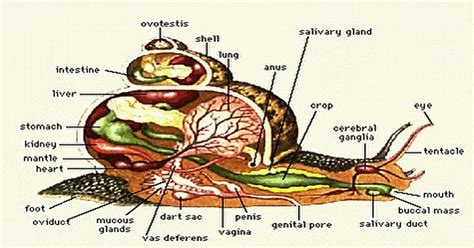 Snail Anatomy Facts About Snails – NBKomputer