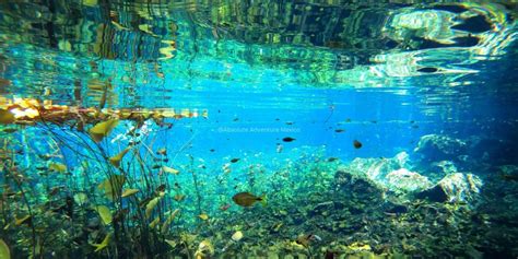 Cenotes Private Tour, The 8 Best Day Trips To Enjoy Cenotes