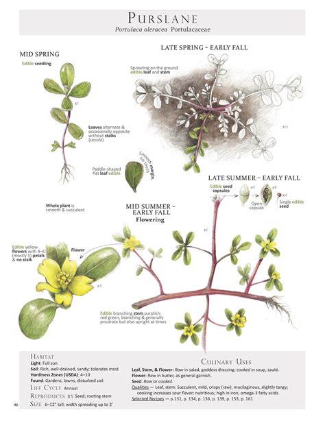 A Field Guide To Edible Wild Plants