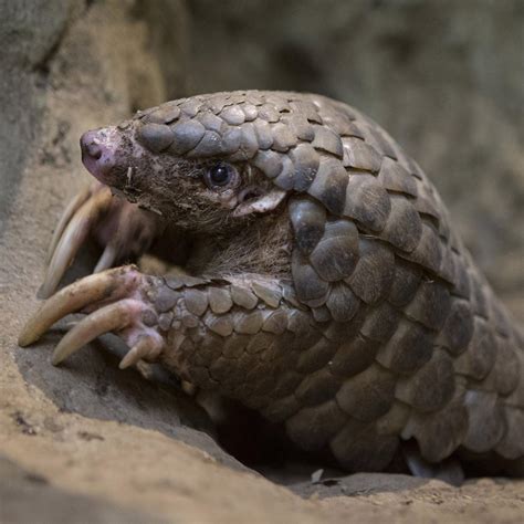 Pics Of Pangolin - Wallpaperall