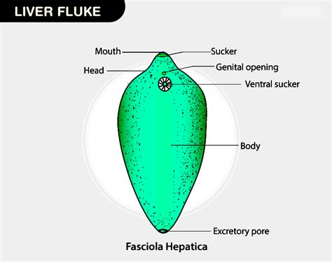 Detailed Diagram of Fasciola Hepatica - Liver Fluke | Testbook