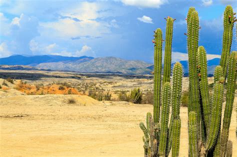 How Does A Cactus Survive In The Desert Without Water? - CactusCare