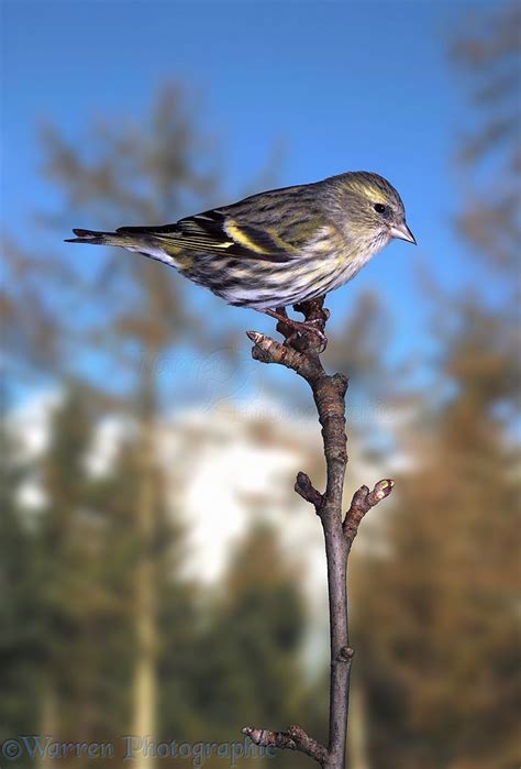 Siskin female photo WP04355