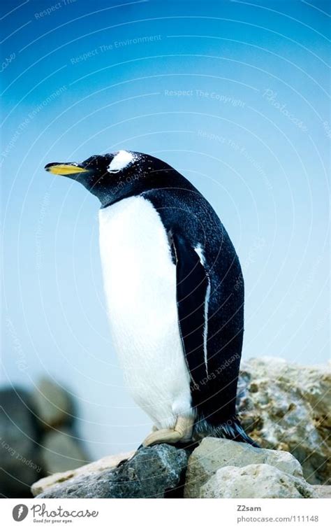 Thoughtful Penguin Cold - a Royalty Free Stock Photo from Photocase