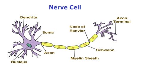 Labelled Diagram Of A Nerve Cell