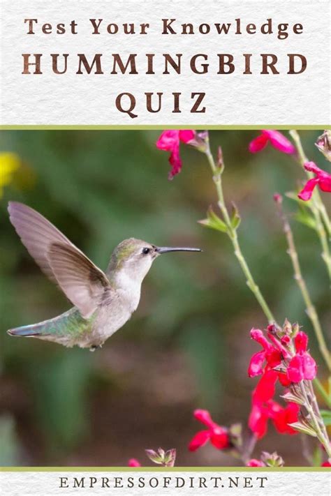 Do You Know Hummingbirds? Take the Quiz and Find Out! — Empress of Dirt