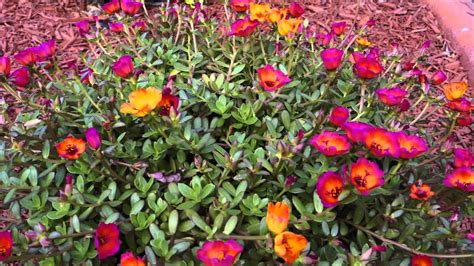 Purslane flowers opening - YouTube