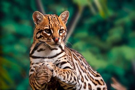 7 Most Critically Endangered Species in North America | Earth.Org