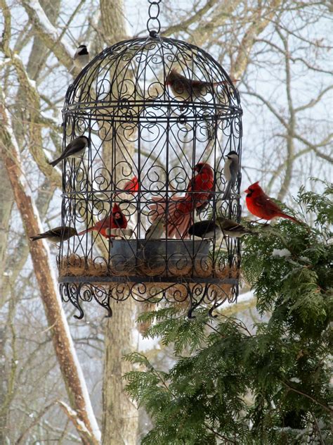 Hanging cardinal bird feeder - steamQas