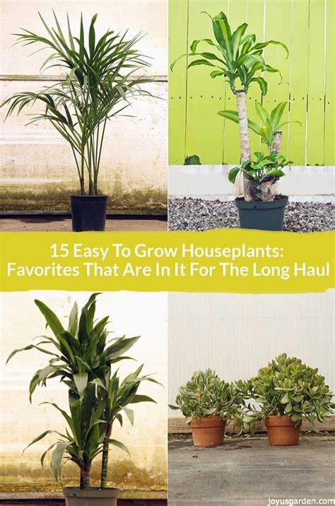 Indoor Plants For Beginners Anda Cina