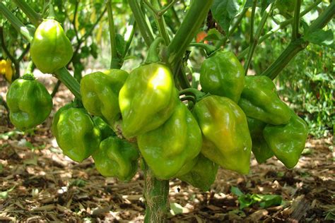 Related Keywords & Suggestions for habanero plant