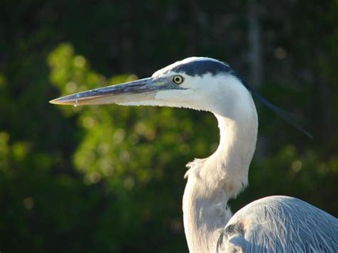 Marco Island Wildlife