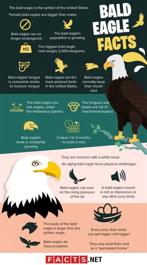 50 Majestic Bald Eagle Facts That Soar High In The Sky - Facts.net