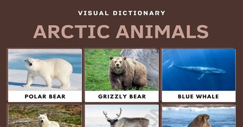 Arctic Animals: List of Arctic Animals with Interesting Facts ...