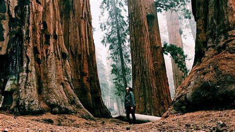 Redwood trees have two different kinds of leaves, scientists discover ...