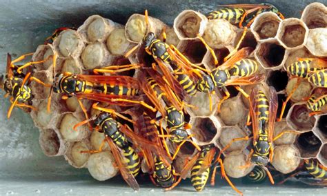 Bee Nest Identification - ABC Humane Wildlife