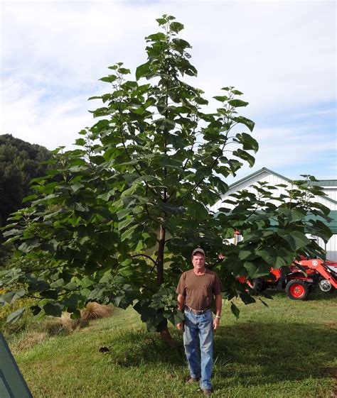 Shenandoah Gateway Farm: Paulownia Tree