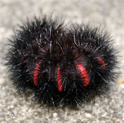 Black Caterpillars: An Identification Guide to Common Species | Owlcation