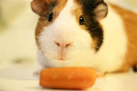 Cute and Funny Guinea Pig is Eating a Carrot Stock Photo - Image of ...