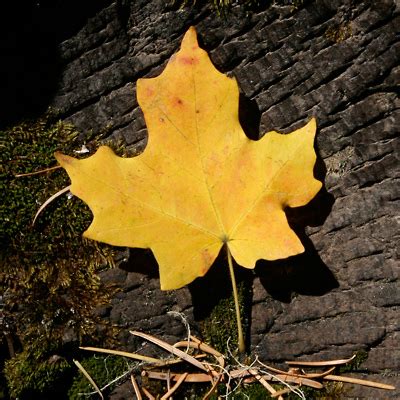 Acer grandidentatum - Bigtooth Maple, Canyon Maple, Big-toothed Maple ...