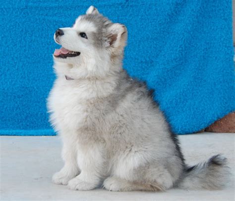 Alaskan Malamute Samoyed Mix - Pets Lovers