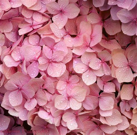 Pink hydrangea flowers photo WP03066