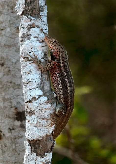 Lava Lizard Photograph by Michael Lustbader - Fine Art America