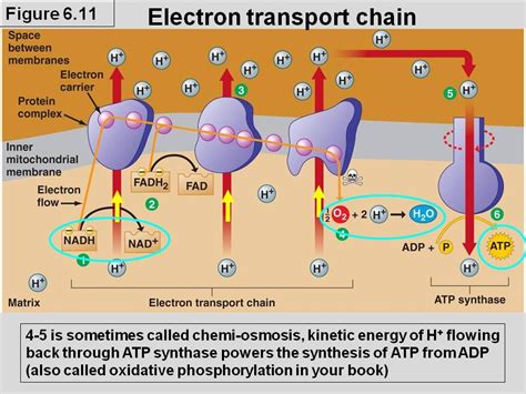 The Electron Transport Chain Is Best Described as