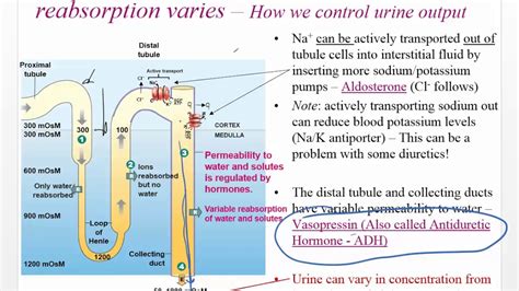 Ch 26 Renal Pt 3 Reabsorption, Distal Tubule, Collecting Duct ...