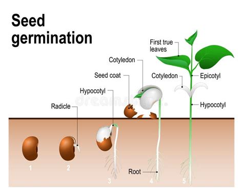 Seed germination stock vector. Illustration of germinate - 89479522