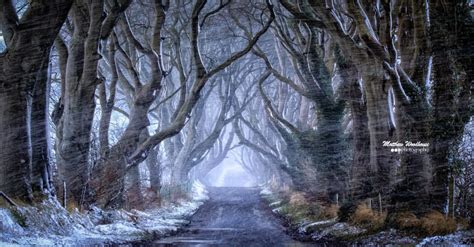 THE DARK HEDGES | Causeway Coast & Glens Heritage Trust - CCGHT