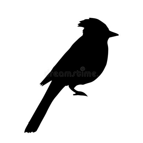 Vector Hand Drawn Blue Jay Bird Silhouette Stock Vector - Illustration ...