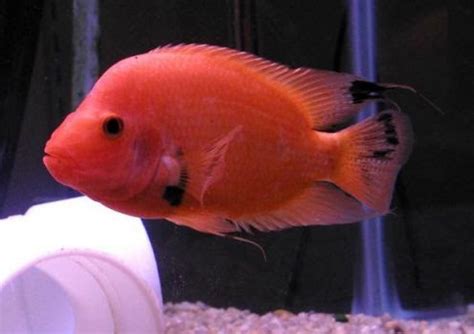 Tips About Cichlids: Learn How To Breed Red Devil Cichlids