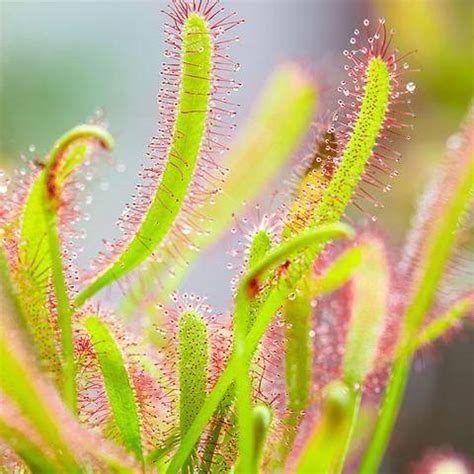 Plantas carnívoras: tipos, cuidados y cómo decorar con ellas