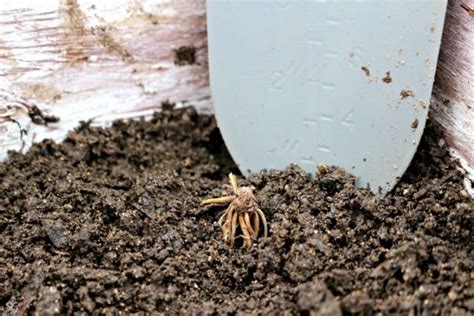 Planting Ranunculus Bulbs in the Spring | Scrappy Geek