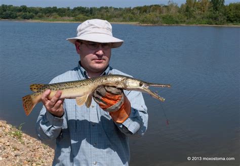 Catching gator gar, making history – moxostoma