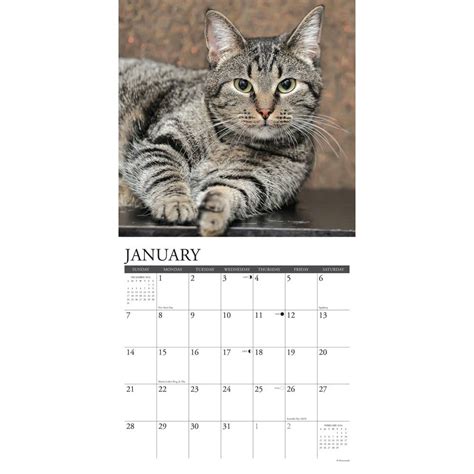 January 2024 Cat Calendar - Elli Phyllys