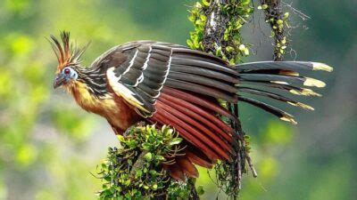 🇬🇾 Guyana National symbols: National Animal, National Flower.