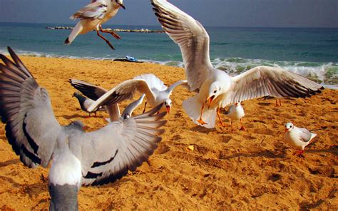 Many seagulls on the beach chase away other birds