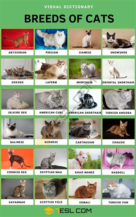 Cat Breeds: 56 Cute Types of Cats in the World • 7ESL | Cat breeds, All ...