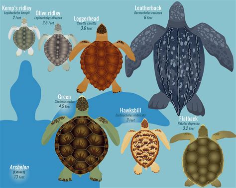 Sea Turtles | Smithsonian Ocean