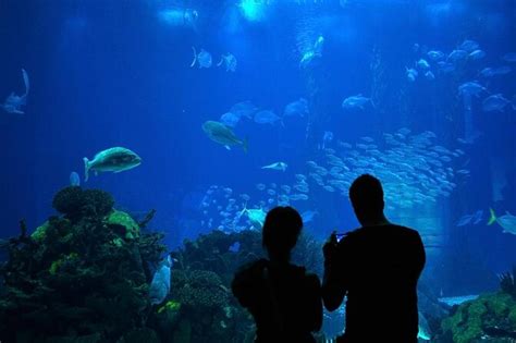 Lisbon Oceanarium (Oceanário de Lisboa) - What To Know BEFORE You Go ...