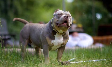 Pocket bully: Dog breed characteristics & care