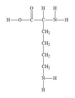 Modify lysine to show predominant form at pH of 7. | Study.com